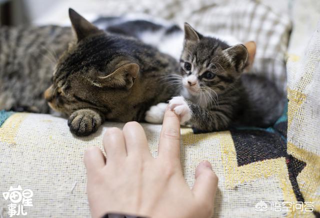 公猫母猫:公猫母猫哪个好养 公猫和母猫，哪个更粘自己的主人？为什么？