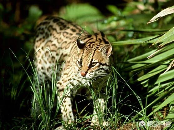 野生豹猫:狸花猫打的过野生豹猫吗？为什么？