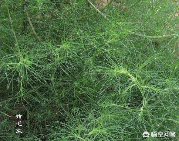 农村夏天有哪些野菜？
