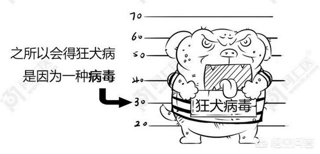 科学家找到抑制狂犬病毒关键开关:该如何彻底控制狂犬病病发数呢？