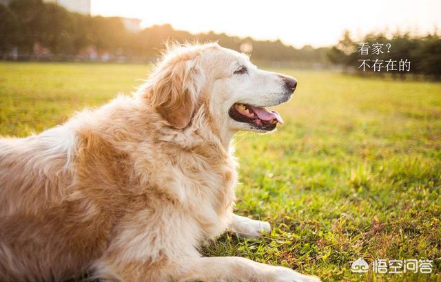 金毛寻回犬掉毛程度:饲养金毛寻回犬有什么常见误区？