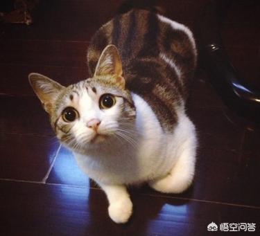 怎么确定猫认主人了:猫多长时间可以认识主人？