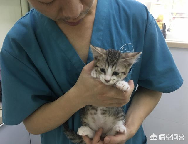 接小猫回家要隔离多久:成猫和幼猫可以一起养么？