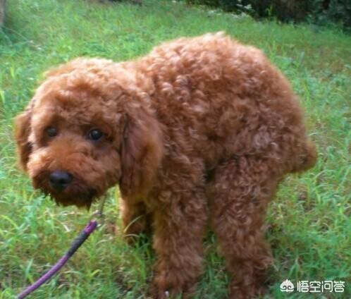 怎么样训练狗不乱撒尿:怎样训练狗狗不在家里大小便？
