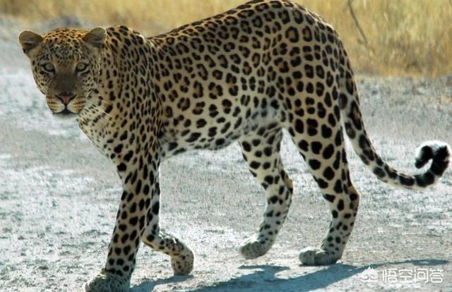 最新的藏獒打架视频:野生藏獒能打过非洲鬣狗吗？为什么？
