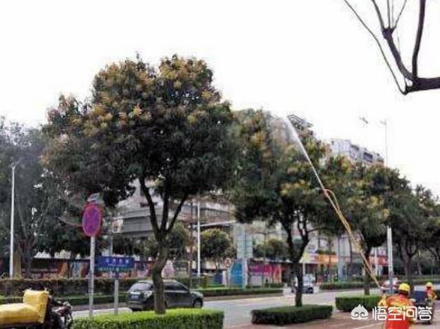 长芒杜英果实能吃吗:公路边树上的芒果可以吃吗？为什么？