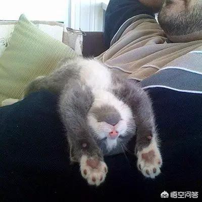 为什么猫咪能像液体:哪个瞬间让你相信了“猫是液体的”？