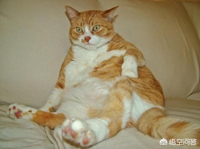 為什麼橘貓容易發胖？