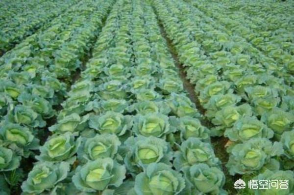 头条问答 青菜菜青虫怎么防治 7个回答