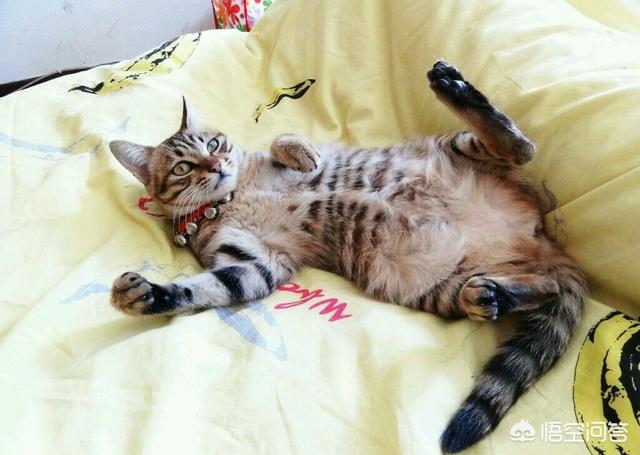 离家的猫儿子:离家23年的儿子 为什么有的猫咪在长大后会选择离家出走？