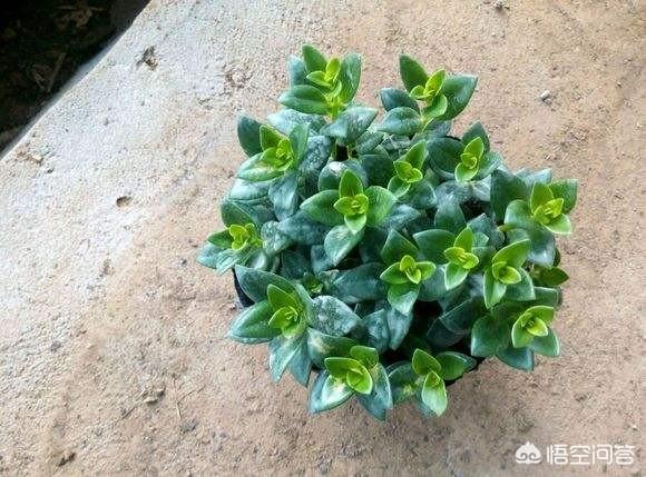 金鱼草怎么养开花:夏季，开着花的金鱼吊兰可以换盆吗？