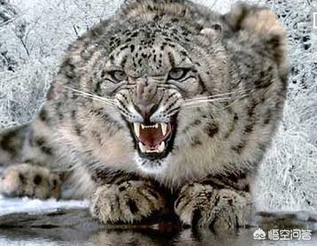 最新的藏獒打架视频:野生藏獒能打过非洲鬣狗吗？为什么？