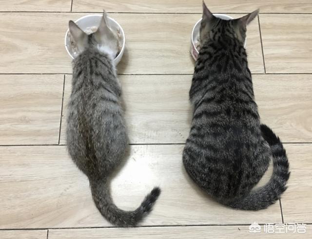 猫咪不乖 h:喵星人可以讨厌主人到什么程度？