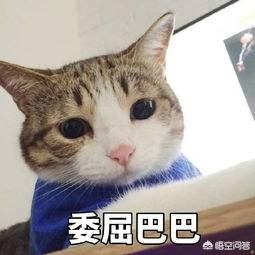 猫看见死亡的双眼剧情解析:为什么很多人喜欢看韩国的惊悚悬疑电影？