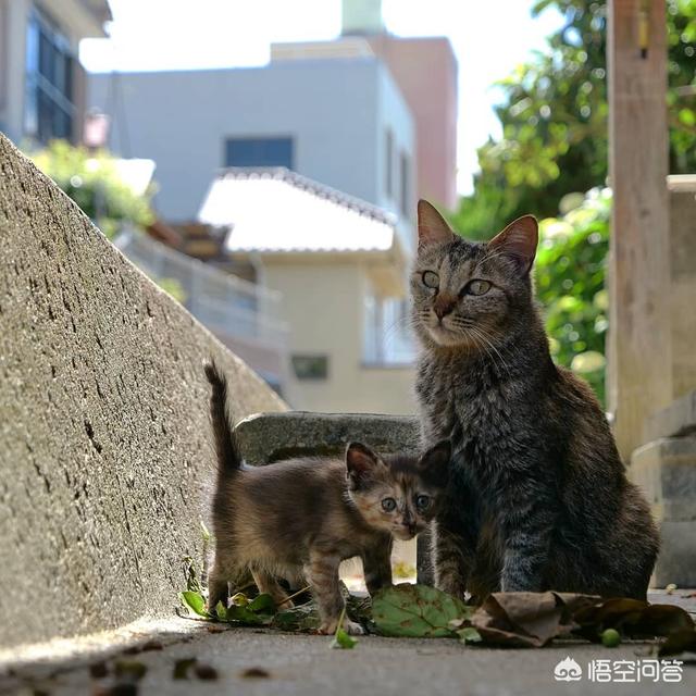 小野猫驯养手册在线:野猫不停繁殖，快要超过能力承受范围了，应该怎么办？