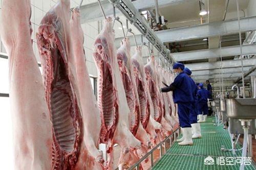 陆地上最大的猫科动物:陆地上最凶猛的动物是什么？