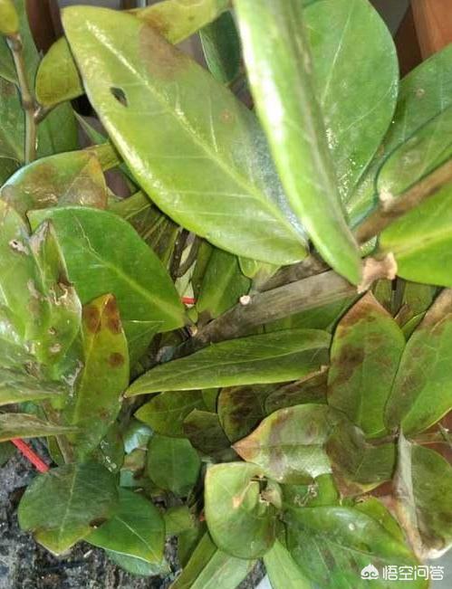 金钱树叶片上有黑斑,应该是得了黑斑病.