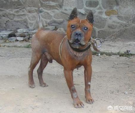 我国有哪些优秀的猎犬？