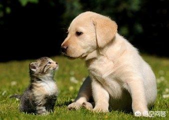被家猫抓伤一定要打针吗:请问如果被家猫抓伤了手指要打针吗？