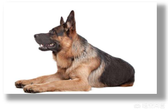 垂系德国牧羊犬论坛:2018年德国牧羊犬的价格是多少？