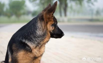 猫论坛德国牧羊犬视频:德国牧羊犬适不适合庭院喂养？可以看家吗？