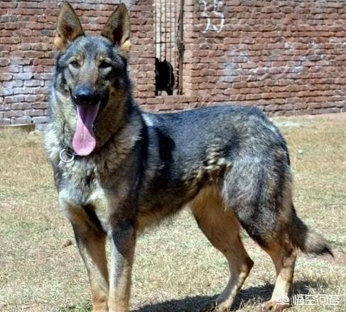 黑熊犬成长史:拥有一只不常见犬种的狗狗是种怎样的体验？