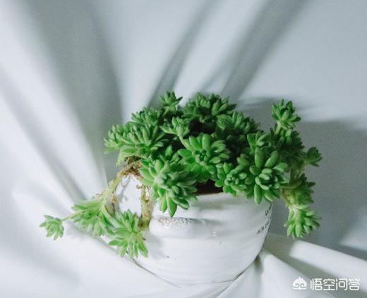 你们夏季的多肉植物都是什么样子的？