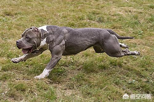 比特犬:为什么比特犬的战斗力那么强？ 比特犬图片