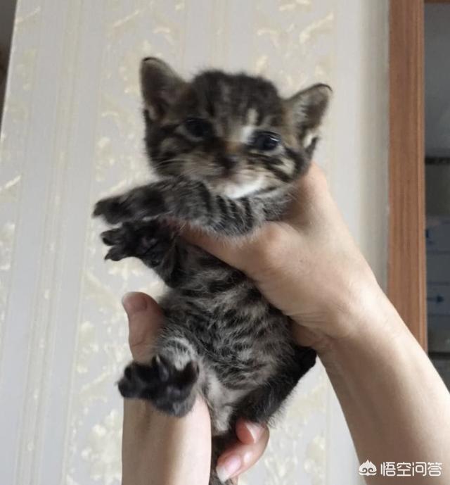 猫咪不乖 txt:小区阻止喂流浪猫而且要杀死流浪猫，怎么办？