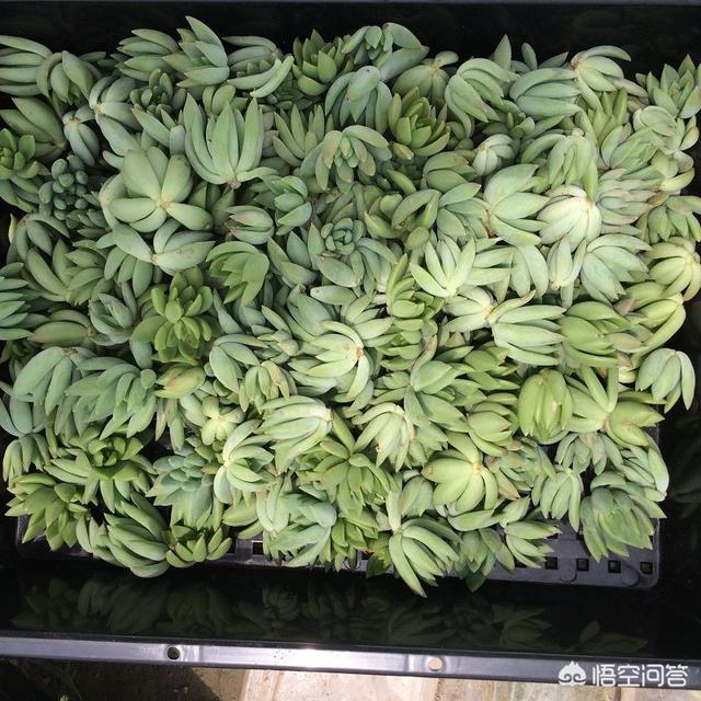 翡翠景天:多肉千佛手什么季节砍头比较好？