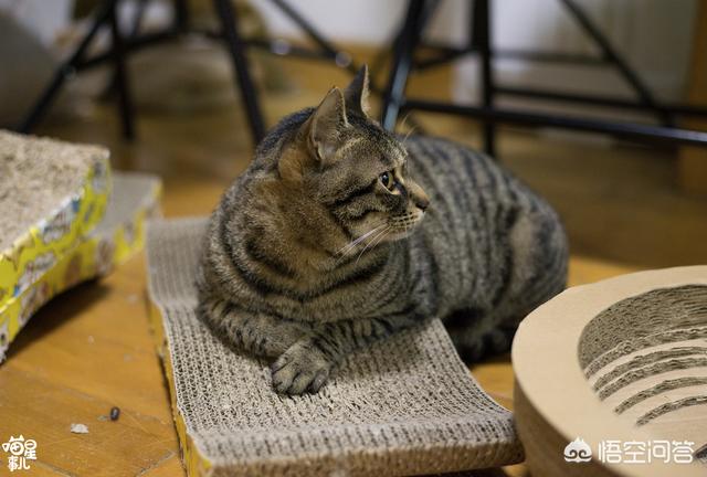 猫咪不乖 txt:小区阻止喂流浪猫而且要杀死流浪猫，怎么办？