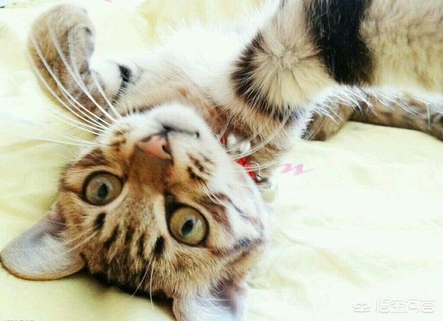 离家的猫儿子:离家23年的儿子 为什么有的猫咪在长大后会选择离家出走？