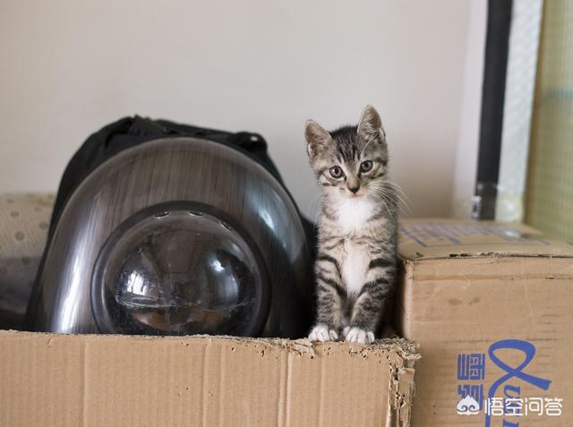 有没有让猫咪不叫的药:猫咪太吵闹，可以给猫咪吃安眠药吗？
