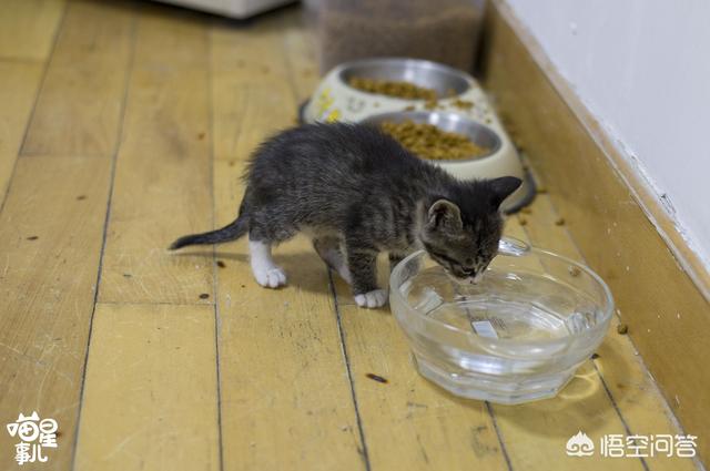有没有让猫咪不叫的药:猫咪太吵闹，可以给猫咪吃安眠药吗？