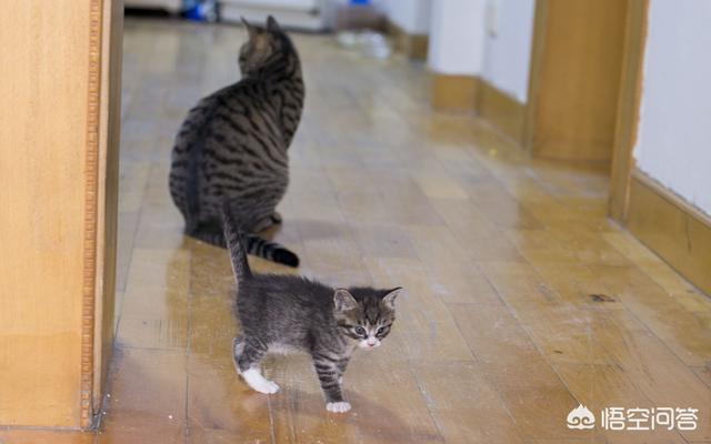 有没有让猫咪不叫的药:猫咪太吵闹，可以给猫咪吃安眠药吗？