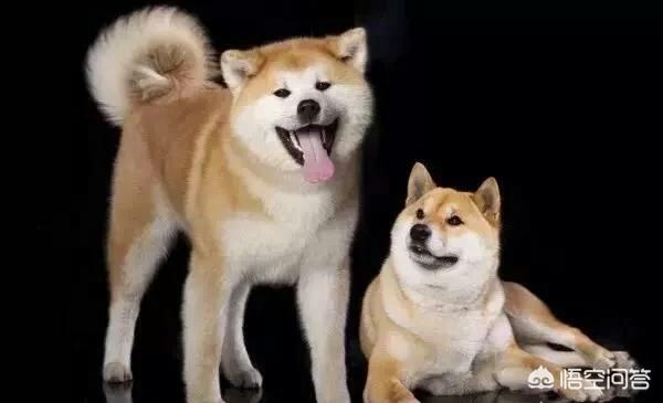 狗狗突然学狼叫预示着什么？