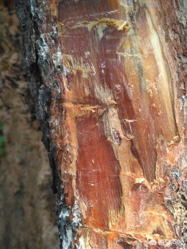松脂是什么东西,松树剩下的油脂木，是沉香吗？