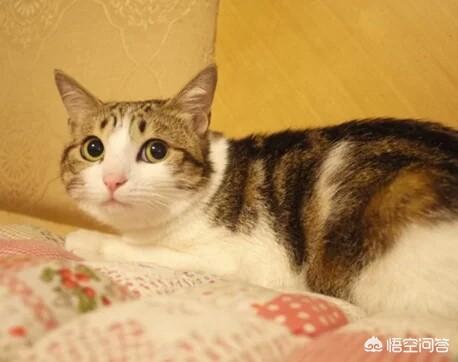 怎么确定猫认主人了:猫多长时间可以认识主人？