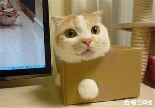 为什么猫咪能像液体一样:哪个瞬间让你相信了“猫是液体的”？