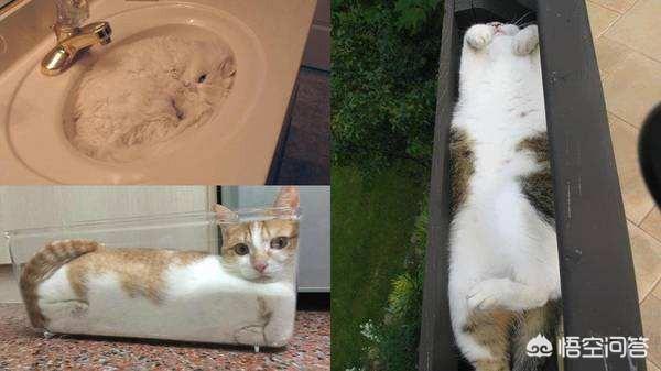 为什么猫咪能像液体一样:哪个瞬间让你相信了“猫是液体的”？
