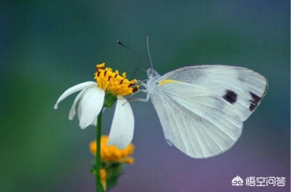 头条问答 青菜菜青虫怎么防治 7个回答