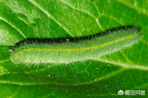 头条问答 青菜菜青虫怎么防治 7个回答