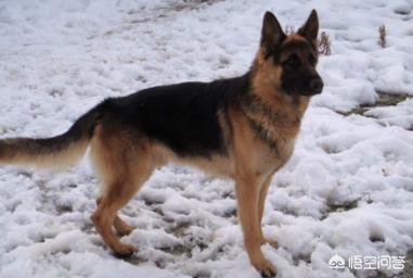 猫论坛德国牧羊犬视频:德国牧羊犬适不适合庭院喂养？可以看家吗？