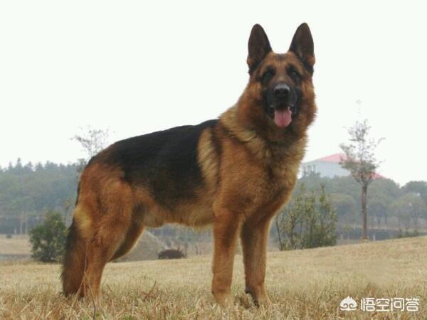 黑熊犬成长史:拥有一只不常见犬种的狗狗是种怎样的体验？