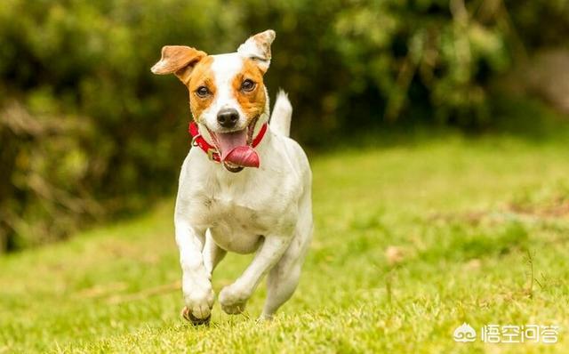 博美犬美容多少钱一次:博美犬价格多少钱一只？有什么影响因素？