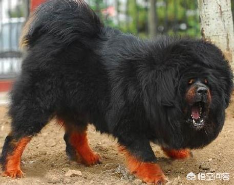 世界猛犬:藏獒是不是全球战斗力第一的猛犬呢？