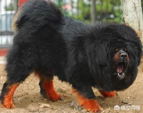 惠比特犬藏獒:藏獒是犬类里战斗力最强的吗？