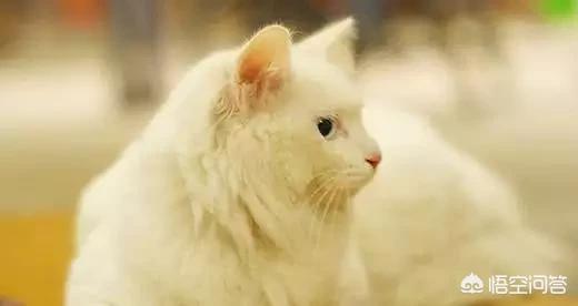 日本田园猫长什么样，中华田园猫的颜值可以有多高