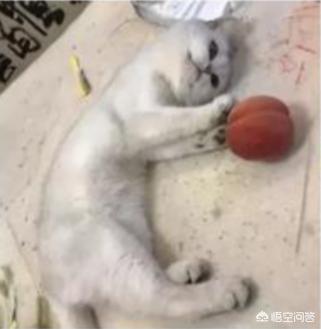 为什么猫咪能像液体一样缩:猫咪很软，抱起来像水，这正常吗？