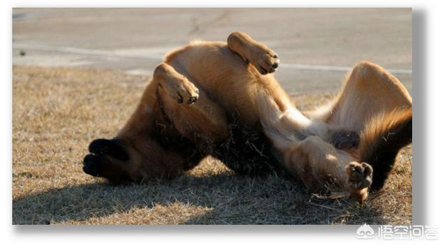 德牧犬名犬名血:德国牧羊犬是不是都很凶？